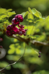 Akebia quinata dark-purple flowers with unfocused background. Close-up.