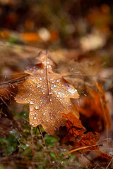 A fallen yellow oak leaf covered with sparkling water droplets glistening in sunlight. Close-up view captures the beauty of autumn nature, warmth, and delicate details of the leaf&rsquo;s texture.