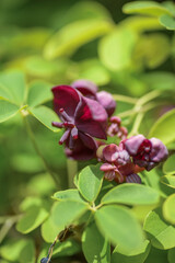 Akebia quinata dark-purple flowers with unfocused background. Close-up.