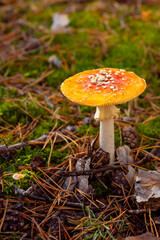 A vibrant red fly agaric mushroom (Amanita muscaria) growing among moss and fallen leaves in a forest. Bright colors and soft natural light create a magical autumn woodland atmosphere