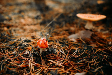 A vibrant red fly agaric mushroom (Amanita muscaria) growing among moss and fallen leaves in a forest. Bright colors and soft natural light create a magical autumn woodland atmosphere