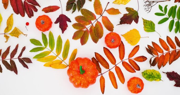 Autumn pattern with a fallen colorful leaves and orange pumpkin on white background. 4K stop motion animation