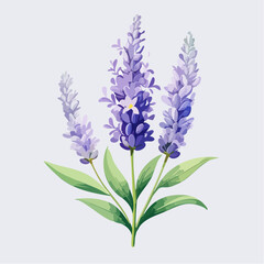 Obraz premium Lavendelzweig mit sanftem Farbverlauf