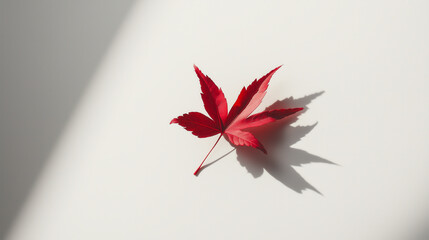 Single vibrant red maple leaf with shadow on white background.