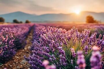 Fototapeta premium Scenic lavender field under golden sunset light, with blurred mountain range in the background, creating a tranquil and aromatic floral landscape in France, Europe.