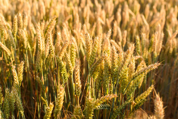 Golden wheat field close-up in sunlight during summer harvest season