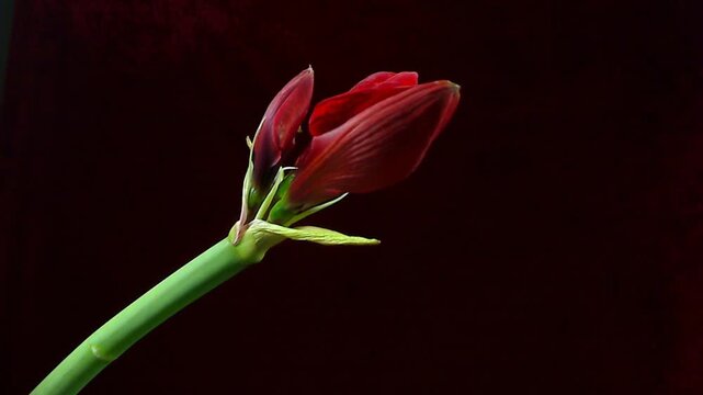 Fiorire rapido di amarillis rosso