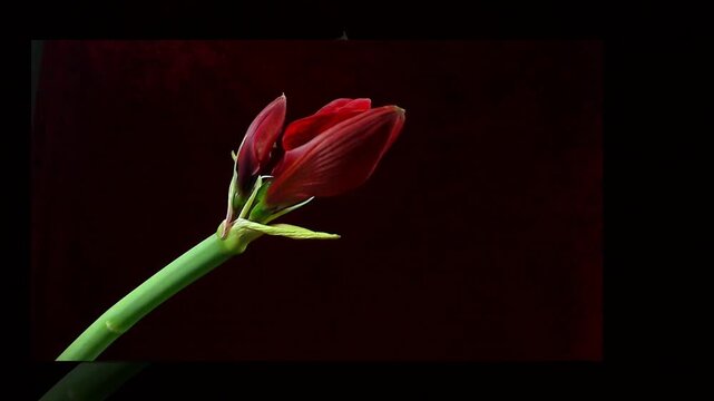 Fiorire rapido di amarillis rosso