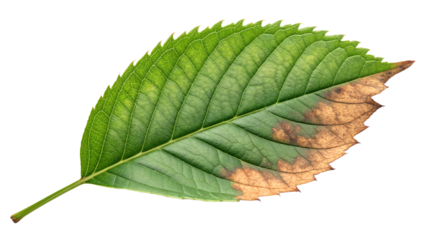 Single green leaf with partially burnt, crisped edges, isolated on transparent background, contrast of texture and tone, realistic macro detail.