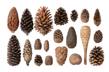 Assorted dried pine cones.  Various shapes and sizes, light to dark brown tones, isolated on black background