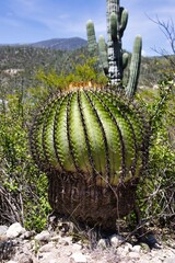 Fototapeta premium A towering saguaro cactus rises from a desert landscape, its spines and green flesh contrasting against the blue sky and surrounding foliage.