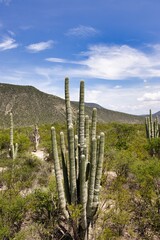 Fototapeta premium Majestic saguaro cacti stand tall against a backdrop of rugged desert mountains and a bright blue sky with wispy clouds in this serene Arizona landscape.