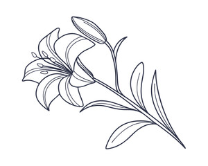 Elegant Lily Flower Line Art Illustration for Botanical Design Projects and Floral Decoration with Buds and Leaves