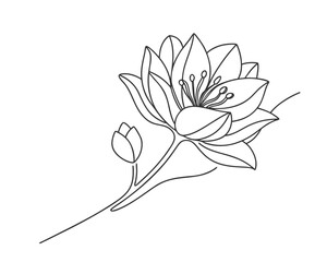 Obraz premium Elegant Single Line Drawing of Lily Flower with Bud Botanical Illustration Simple Floral Design Aesthetic Minimalist Art Print Home Decor Artwork