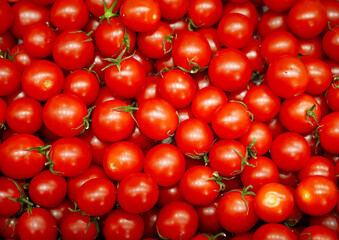 Lot of fresh organic red tomatoes (SUNCERY), Producer of bio food, Harvesting  tomatoes for sell to local market.Species of food eaten,agriculture,close up. Top view.