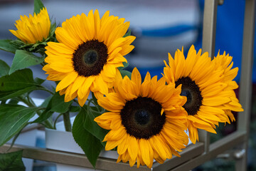 Four Common Sunflowers at a Farmer's Market