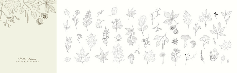 Autumn set of different seasonal brunch of plants and fall leaves, mushrooms and berries. Delicate and elegant botanical design elements