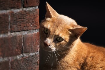 Pensive feline gazes intently from a secluded brick alcove. © paws and prints