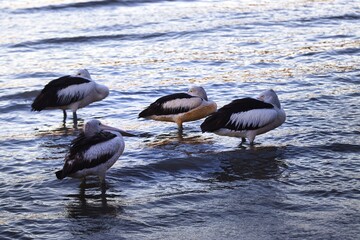 A flock of elegant pelicans gliding across the serene, sun-dappled waters of a tranquil lake.