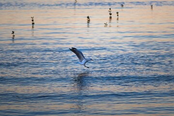 Naklejka premium A seagull takes flight over the tranquil waters at sunset, creating a serene and captivating scene.