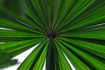 Obraz premium Vibrant green palm fronds radiate outward, creating a mesmerizing abstract pattern.