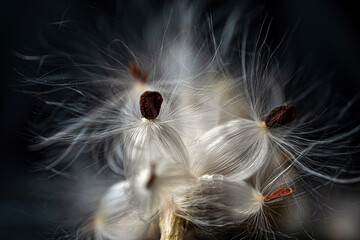 Silky milkweed seeds in soft light
Silky milkweed seeds gently opening and dispersing in soft light with a dark background.
