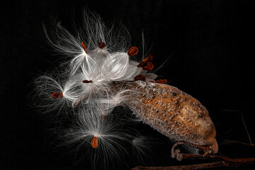 Milkweed seed pod opening and releasing silky seeds
Detailed macro of a milkweed seed pod opening, showing silky fibers and seeds against a dark background.
