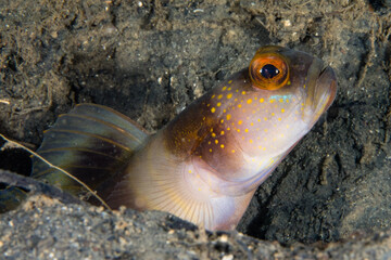 Curious Fish Hiding in the Ocean Floor