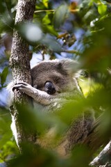 Obraz premium Peaceful koala bear sleeping contentedly on a tree branch amid lush, verdant foliage.