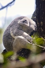 Naklejka premium A sleeping koala clings to a tree trunk in the Australian wilderness.