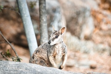 Curious gray squirrel gazes intently from behind a metal pole in a hazy forest setting.