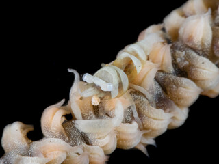 Marine Life Perching on Coral