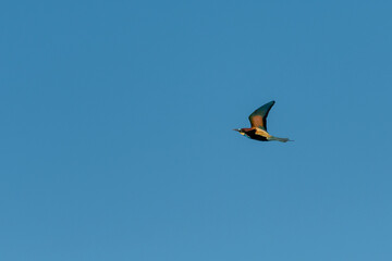 Bright blue sky with a bird soaring gracefully above the landscape during the afternoon