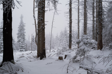 winter fog in the forest