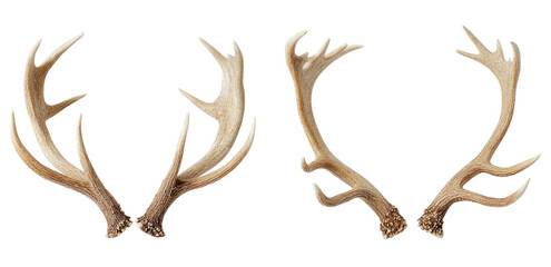 Pair of light beige deer antlers.  Two sets of branching antler points,  symmetrical and well-defined,  creating a curved, open frame shape.  The light beige color is consistent across all points