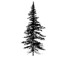 a tall silhouette of a pine tree against a plain transparent backgroundblack, evergreen, photo, pine, profile, sky, stand, tree, white 