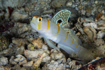 Colorful Fish on Rocky Ocean Floor