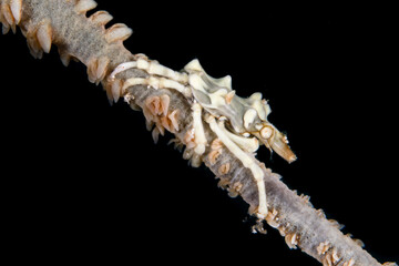 Marine Sea Slug on Coral in Underwater Environment