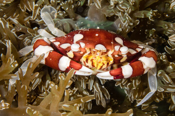 Vibrant Marine Life on a Coral Reef