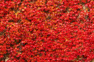 red carpet of autumn leaves in Prague