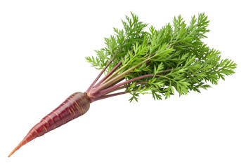 Isolated purple carrot with green leaves and stems, raw and delicious vegetable snack food