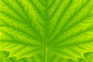 Explore the Intricate Details of A Vibrant Green Leaf in this Stunning Close-up. This Image Showcases the Delicate Veins And Textures of Nature's Beauty, Perfect for Nature Enthusiasts ...