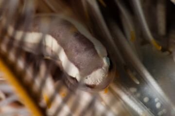 Close-up of a Small Fish Among Metallic Wires