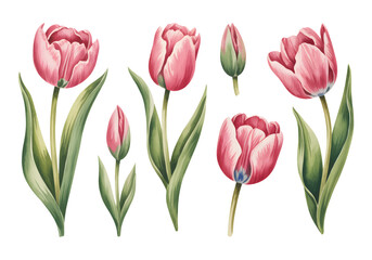 Watercolor tulip flowers with soft pink petals and green leaves. Elegant watercolor tulip bouquet illustration on white background.
