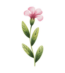 Pink geranium flower stem with green leaves. Botanical watercolor geranium in soft pastel tone.