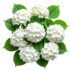 Lush arrangement of pure white blossoms, surrounded by vibrant green leaves, isolated