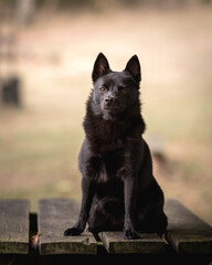 portrait of a black dog
