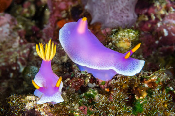 Colorful Nudibranchs on Coral Reef