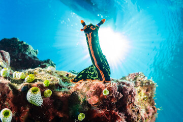Colorful Sea Slug on Coral Reef