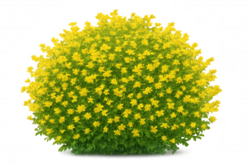Yellow flowering bush with vibrant green foliage, summer shrub blooming, garden design element on transparent background